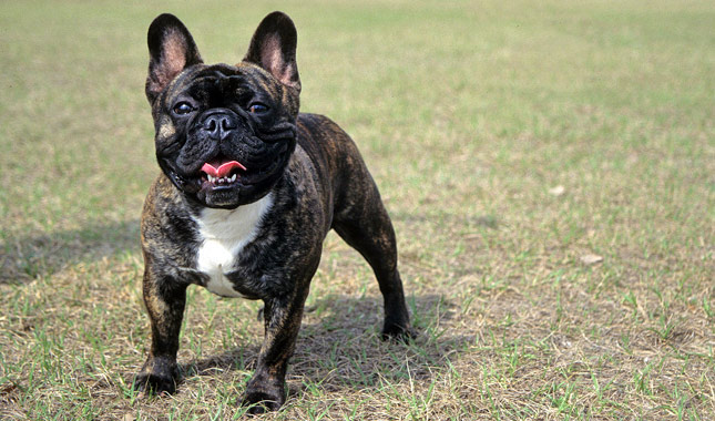 Fransız bulldog