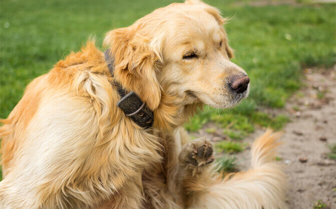 Köpekleri Pirelerden ve Kenelerden Korumanın 5 Yolu