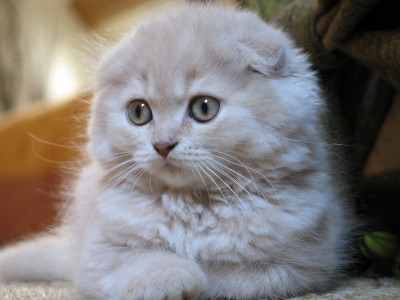 scottish fold kedi bakımı ve özellikleri