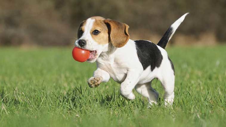 beagle bakımı ve ozellikleri