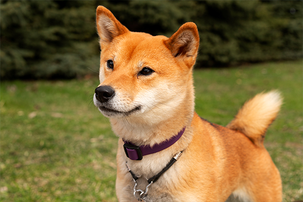 hachiko1.jpg (182 KB)