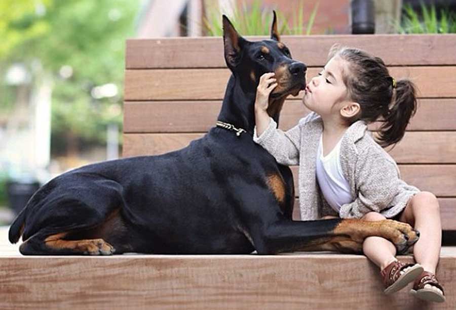 dobermanbakimi_petihtiyac