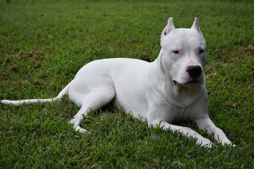 dogo argentino bakımı kolaymı