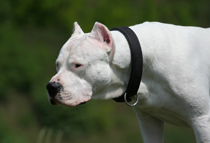 dogo argentino ozellikleri