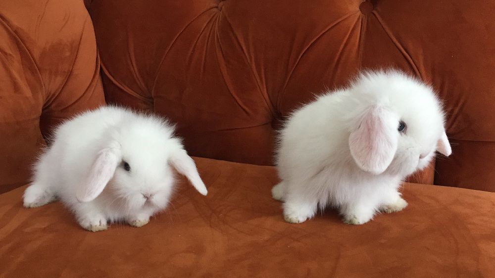 hollanda lop tavşanı