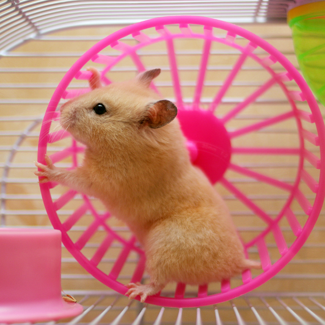 hamster