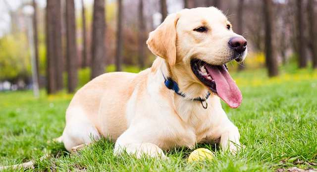 labrador bakımı ve özellikleri
