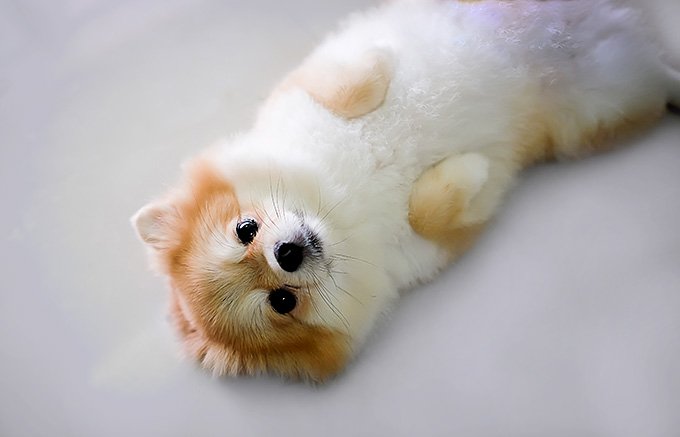 pomeranian bakımı