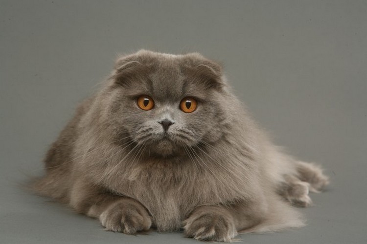 scottish fold tüy bakımı