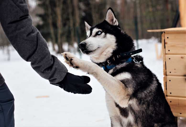 husky bakimi ve ozellikleri