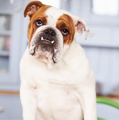İngiliz (English ) Bulldog Özellikleri ve Bakımı