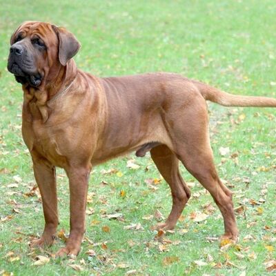Bandogge Mastiff Köpek Irkı Özellikleri ve Bakımı