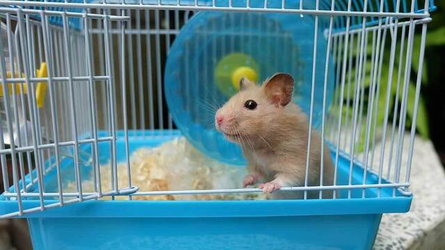 Hamster Beslemeyi Düşünüyorsanız Sahip Olmanız Gereken 5 Ürün