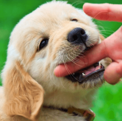 pet ihtiyac yavru köpek ısırma oyuncak