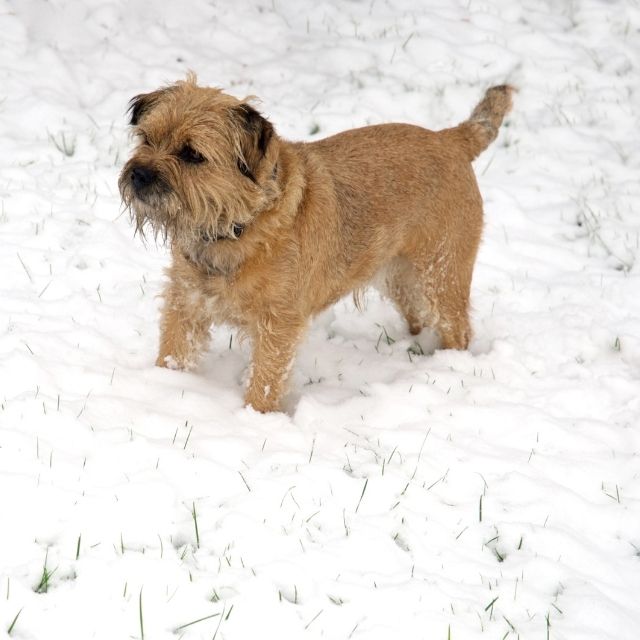 border terrier