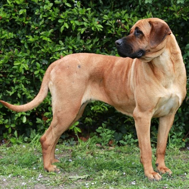 japanese tosa köpek ırkı