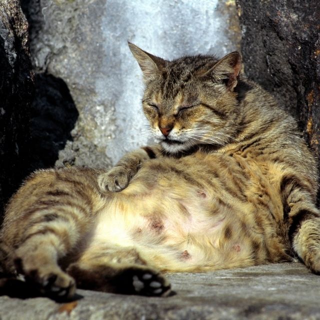 hamile kedi