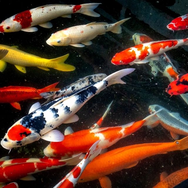 koi balığı