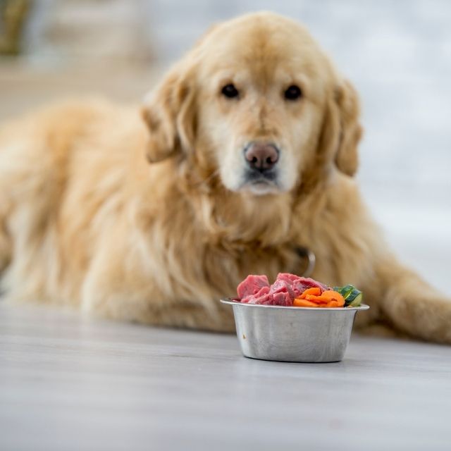 köpek gıda alerjisi