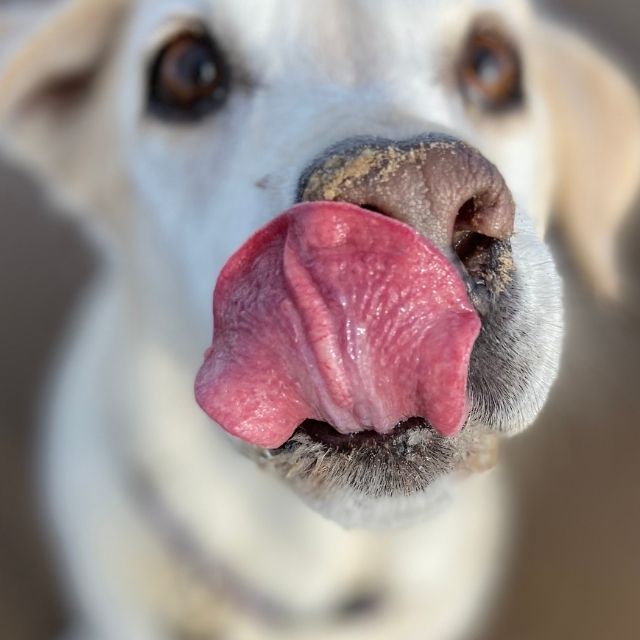 köpeklerde tat alma