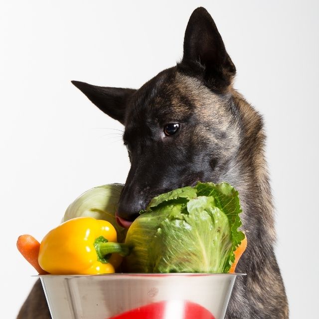köpekler hangi tatları alamaz
