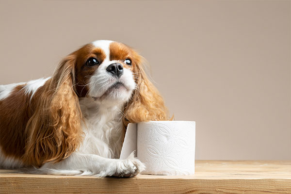 köpek dışkı toplama