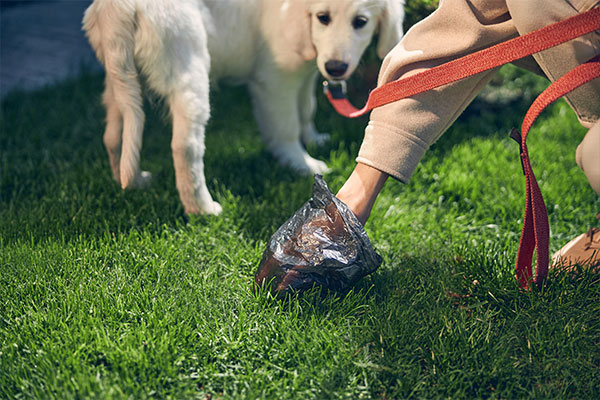 dışarıda köpek tuvalet eğitimi