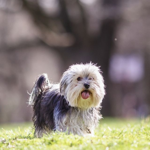 morkie köpek