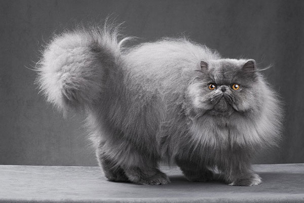 peke faced