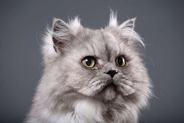 peke faced kedi cinsi