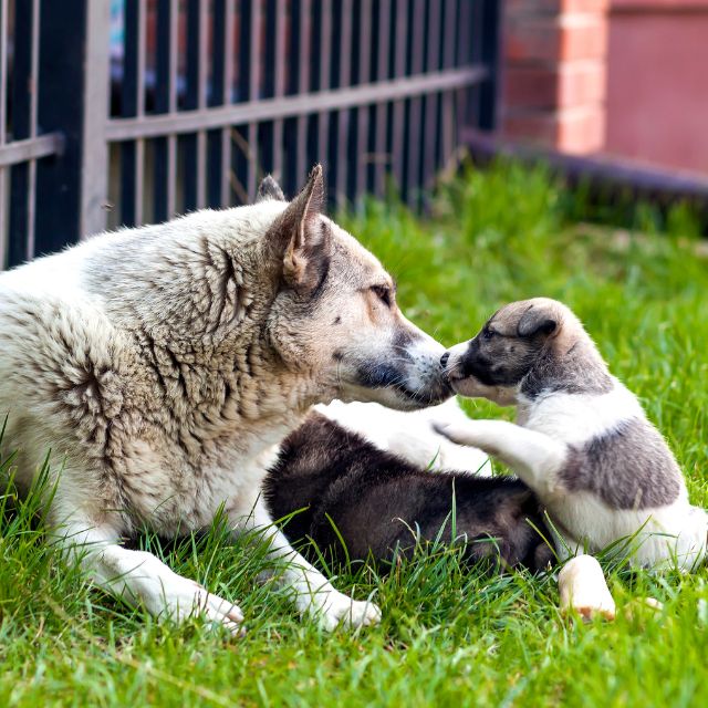 yavru köpekler annelerinden ne zaman ayrılmalı