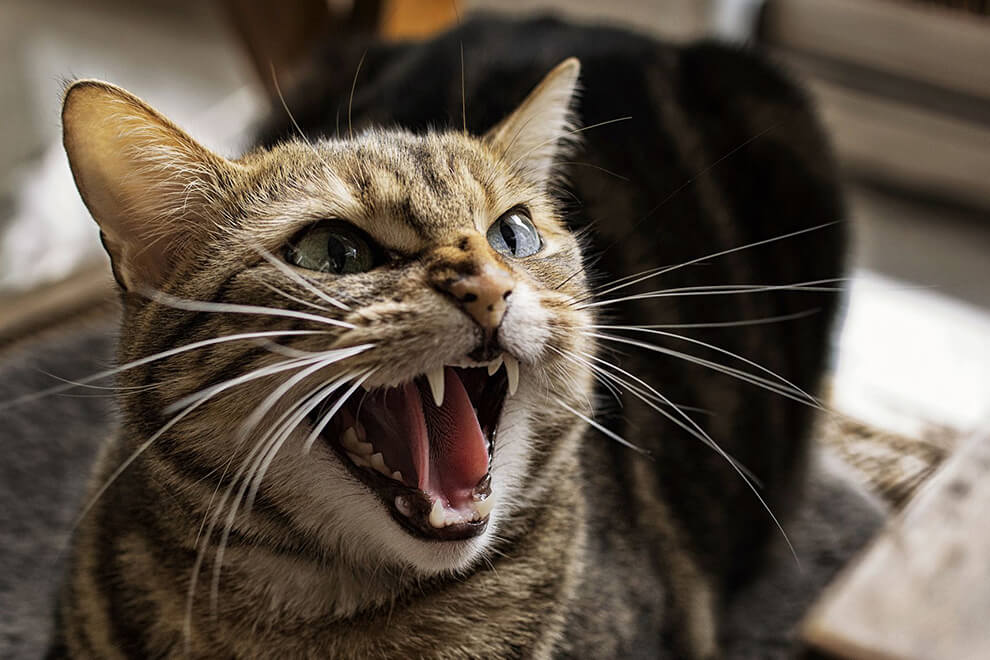 sinirli kedi
