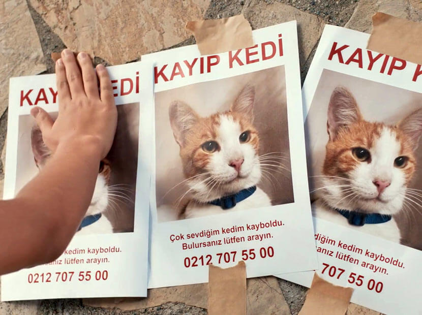 kayıp kedi ilanı