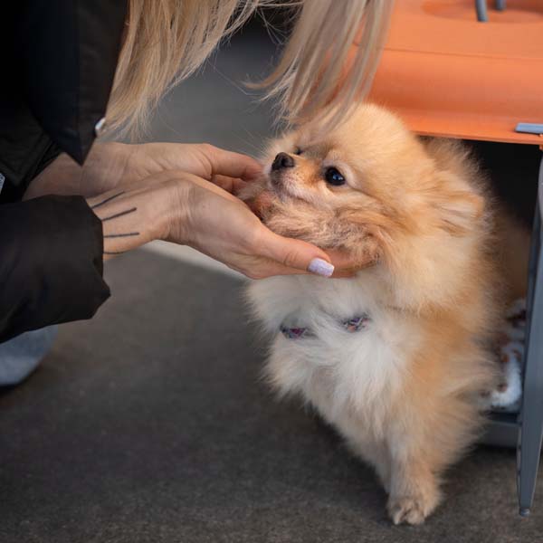 pet pasaportu