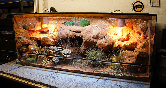 sakallı ejder terraryum