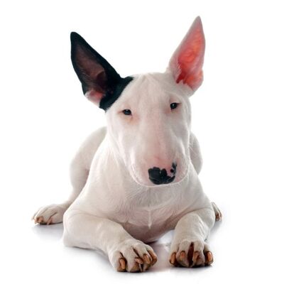 Bull Terrier Köpek Irkı Özellikleri ve Bakımı
