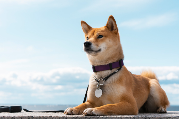 Hachiko: Sahibine 10 Yıl Boyunca Sadakatle Bekleyen Dünyanın En Sadık Köpeği