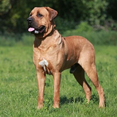 Japanese Tosa Köpek Irkı Özellikleri ve Bakımı