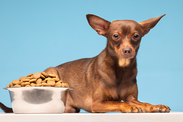 Küçük Irk Köpeklerde Obeziteden Korunma Yolları ve Sağlıklı Kilo Kontrolü