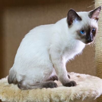Mekong Bobtail Kedisi Özellikleri ve Bakımı