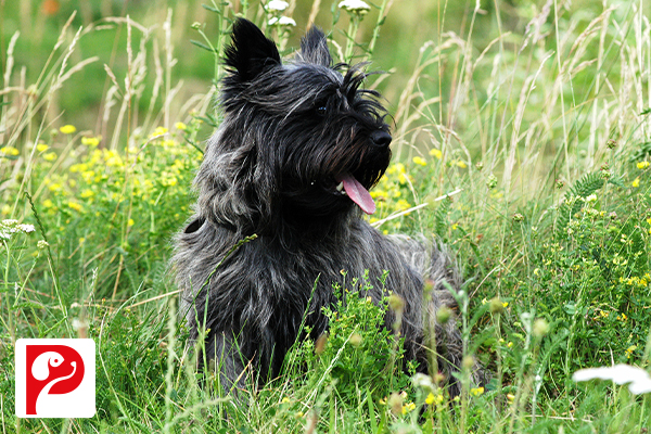 Skye Terrier Özellikleri, Bakımı ve Karakteri: Bu Sadık Köpek Irkını Yakından Tanıyın