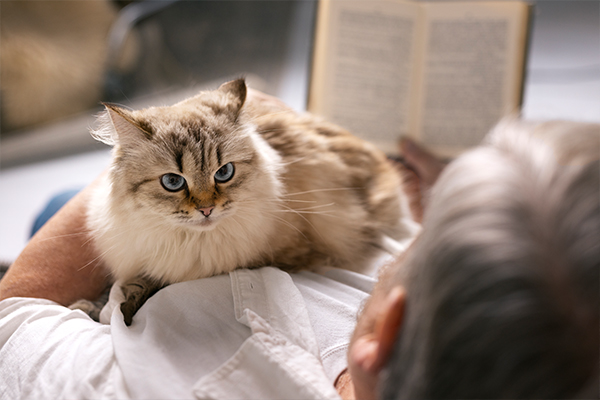 Yaşlı Kedilerde İlk Belirtiler: Hangi Değişiklikler Normaldir?
